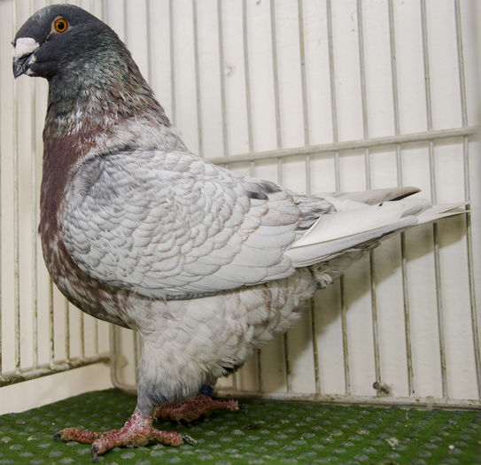 NDD_8223 F-2012-H - Porumbei Americani-Vanduti