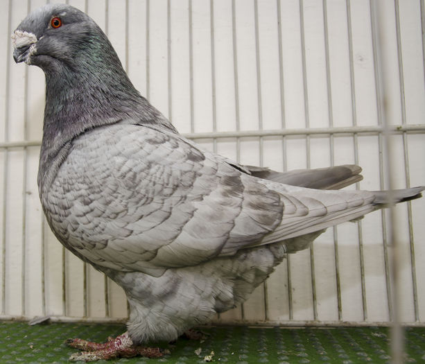 NDD_8229  M 2013-H - Porumbei Americani-Vanduti