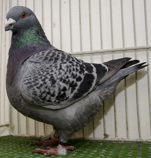 NDD_8256 F-2014 Vanduta - Porumbei Americani-Vanduti