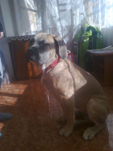 001 - paza si protectie cane corso la 6 luni