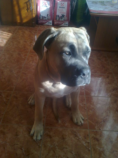 003 - paza si protectie cane corso la 6 luni