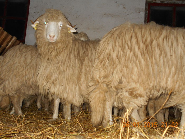 Picture 131 - Mielute 2014-2015