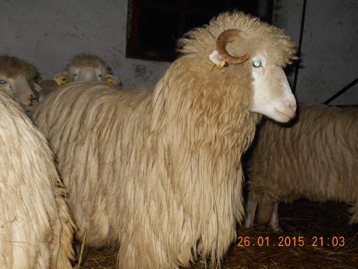 Picture 132 - Mielute 2014-2015