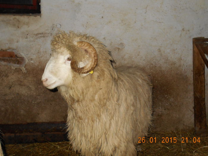 Picture 133 - Mielute 2014-2015