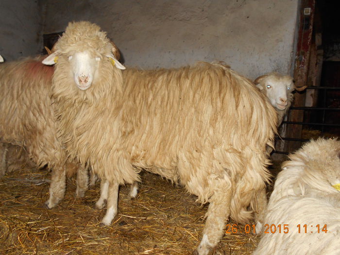 Picture 002 - Mielute 2014-2015