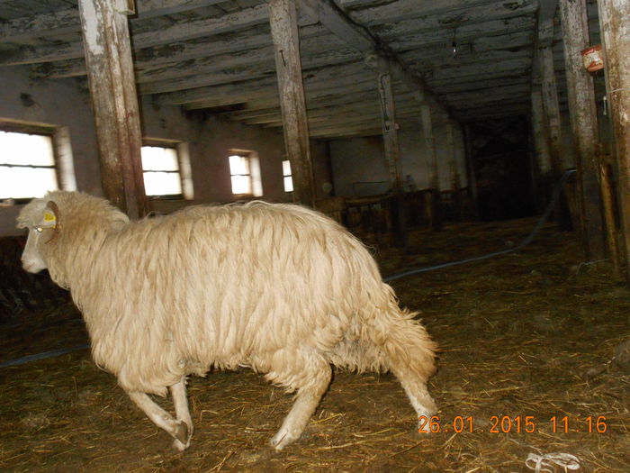 Picture 004 - Mielute 2014-2015