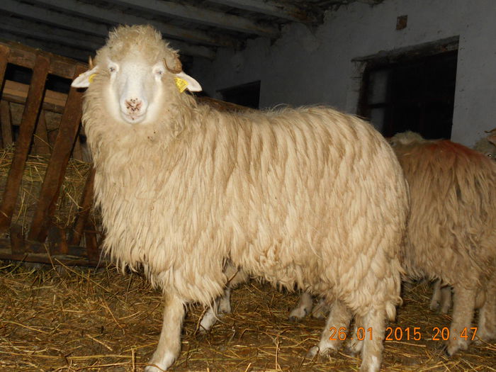 Picture 089 - Mielute 2014-2015