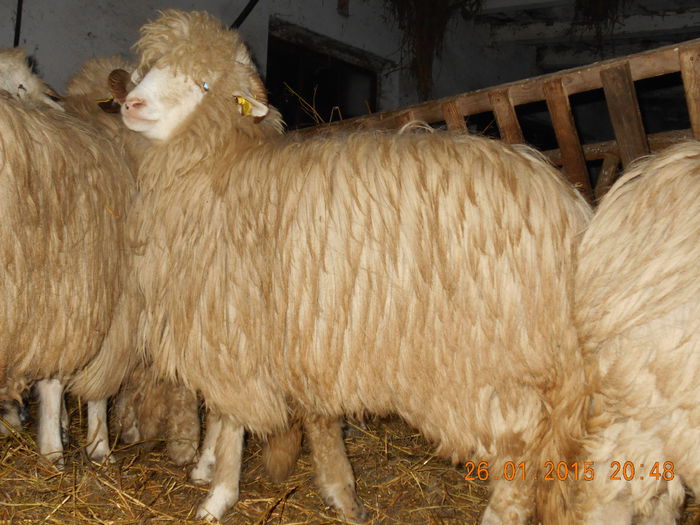 Picture 092 - Mielute 2014-2015