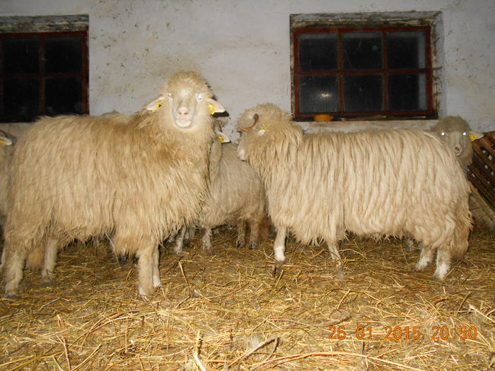 Picture 095 - Mielute 2014-2015