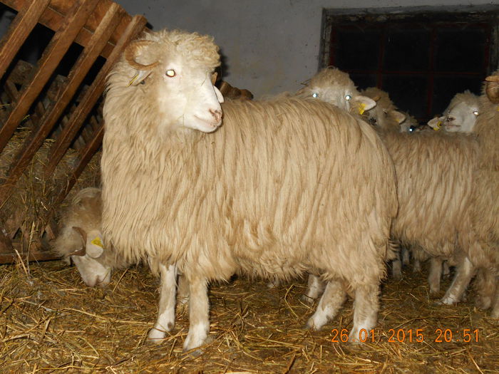 Picture 097 - Mielute 2014-2015