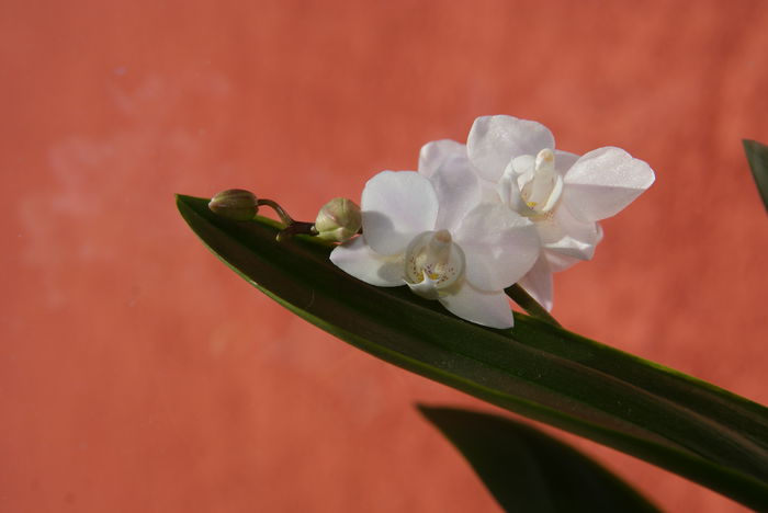 DSC03195 - Phalaenopsis