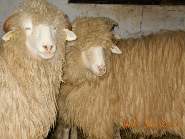 Picture 102 - Mielute 2014-2015