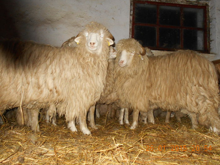 Picture 103 - Mielute 2014-2015