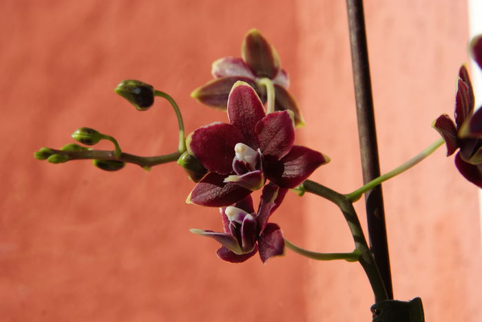 Phalaenopsis Black Jack; Reinflorire 2015
