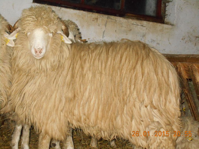 Picture 104 - Mielute 2014-2015