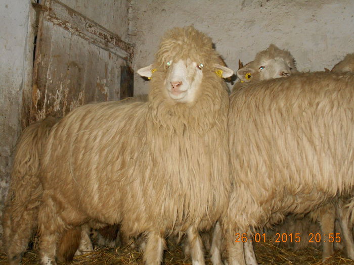 Picture 107 - Mielute 2014-2015