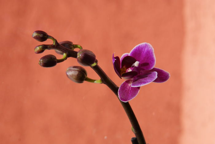 Mini Phalaenopsis; Reinflorire 2015
