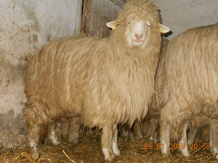 Picture 111 - Mielute 2014-2015