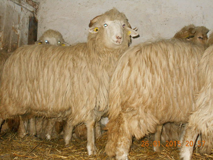 Picture 113 - Mielute 2014-2015