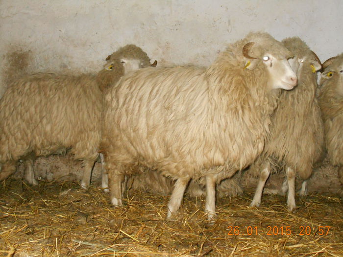 Picture 114 - Mielute 2014-2015