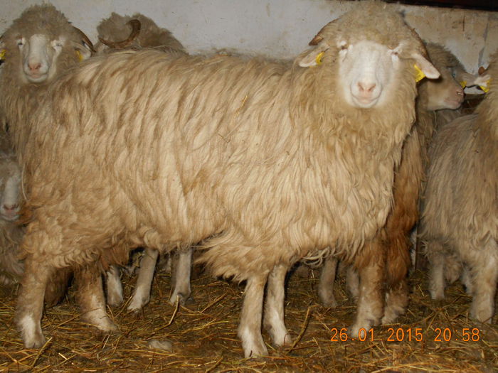 Picture 116 - Mielute 2014-2015