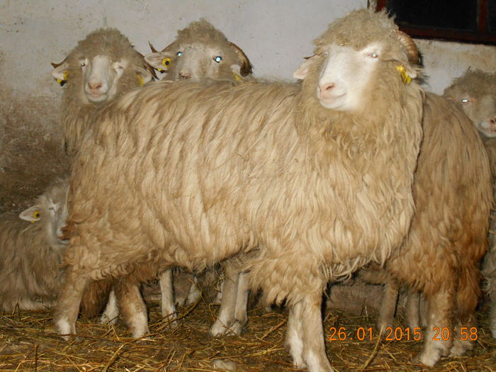 Picture 117 - Mielute 2014-2015