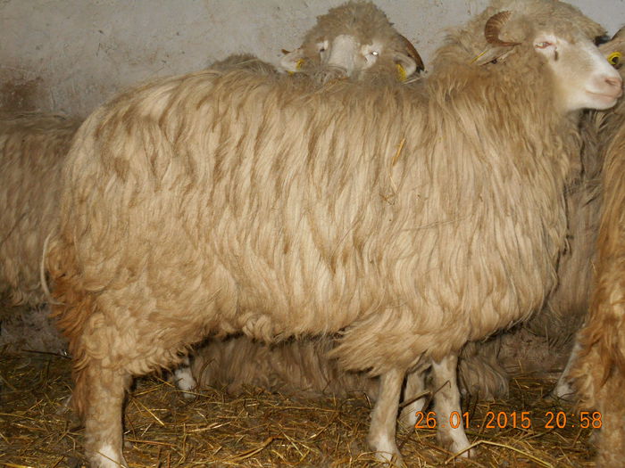 Picture 118 - Mielute 2014-2015