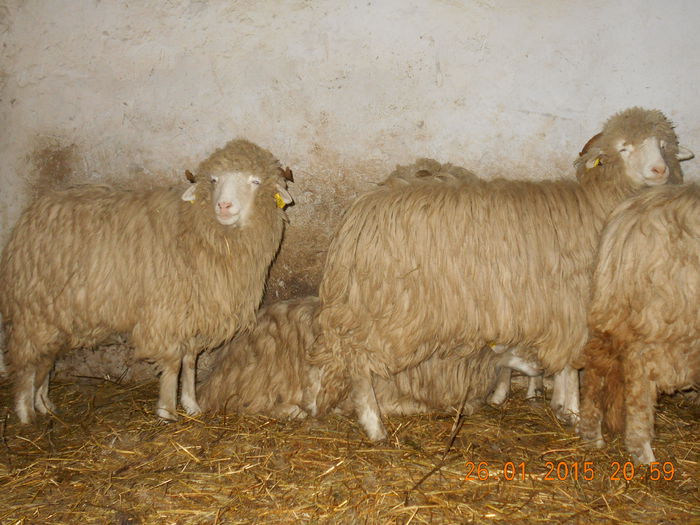 Picture 122 - Mielute 2014-2015