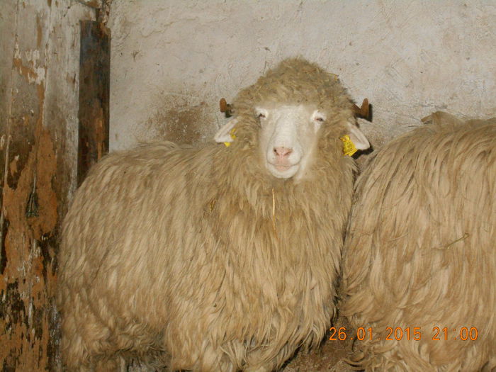 Picture 125 - Mielute 2014-2015