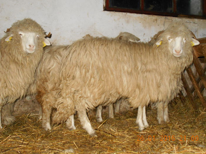 Picture 126 - Mielute 2014-2015