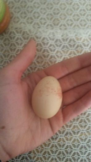 primul ou la pitice pe 2015 - Pitice