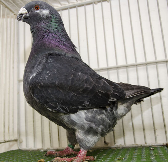 NDD_3214  M-2013-RO - Porumbei Americani-Vanduti