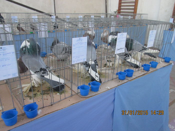 Picture 013 - Expozitia de la Sibiu 2015