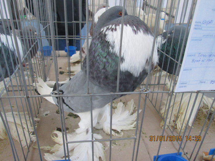 Picture 015 - Expozitia de la Sibiu 2015