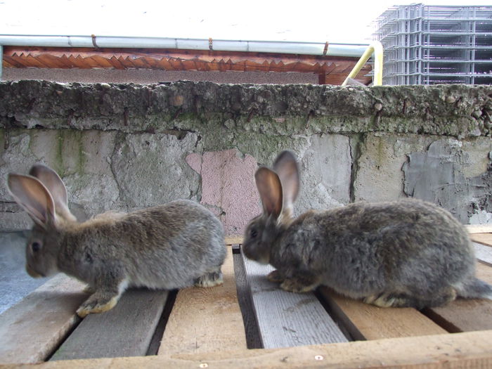 DSCF6538 - Puii la 2 luni