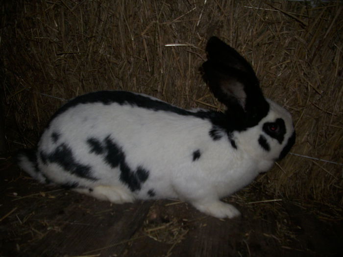 femela mai 2014  vandut