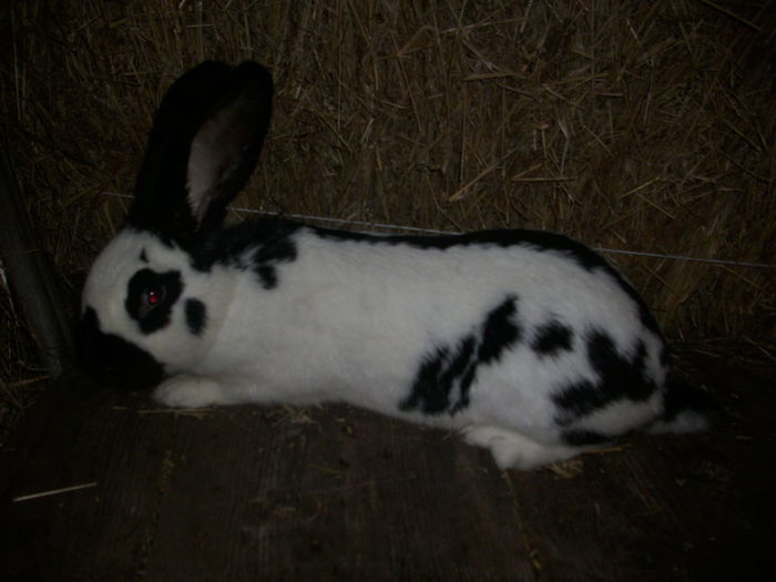 femela mai 2014 200 lei vandut