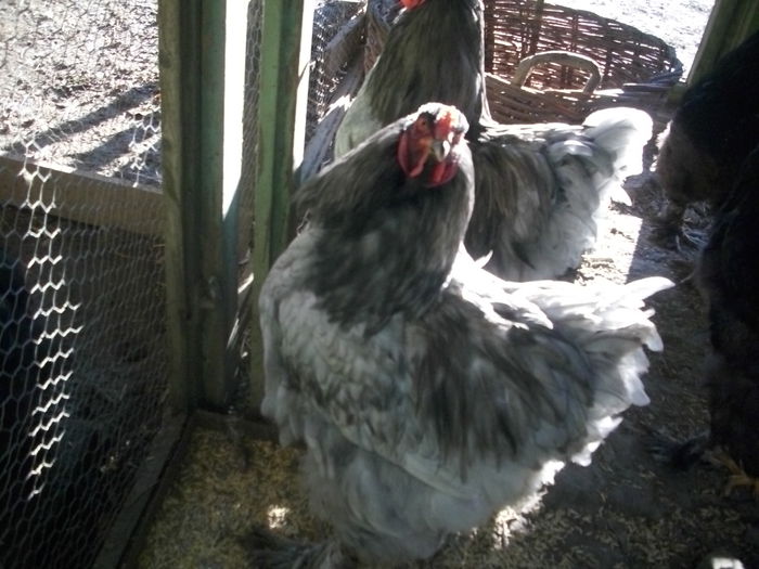 cocos brahma mai 2014 150 lei vandut