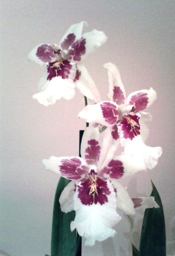 Beallara Tahoma Glacier