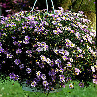 brachyscome_iberidifolia_purple.