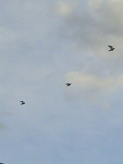 961608_780739398671377_1227944672_n; dezmortirea de iarna
