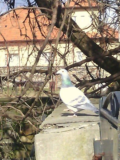 10721476_780739562004694_907528889_n