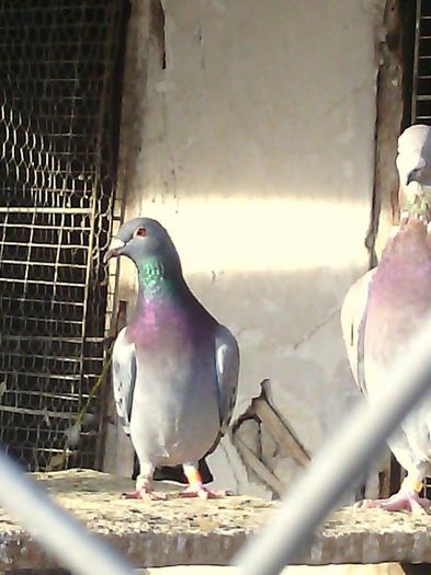 10958746_780739138671403_346431758_n - Porumbei Voiajori