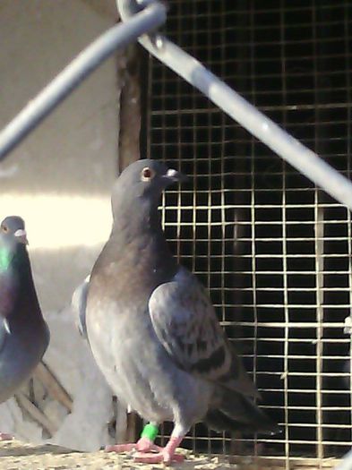10962244_780739218671395_570676317_n - Porumbei Voiajori