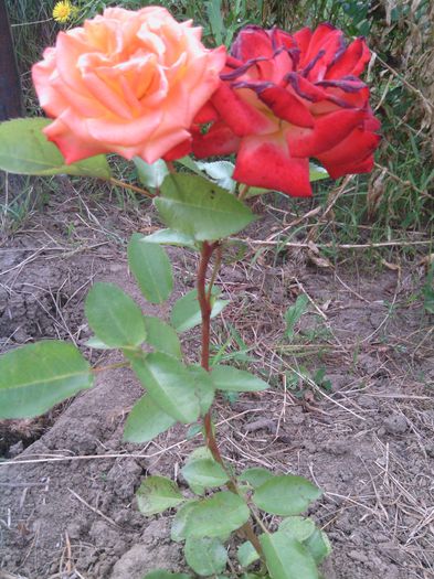 WP_000354 - trandafiri