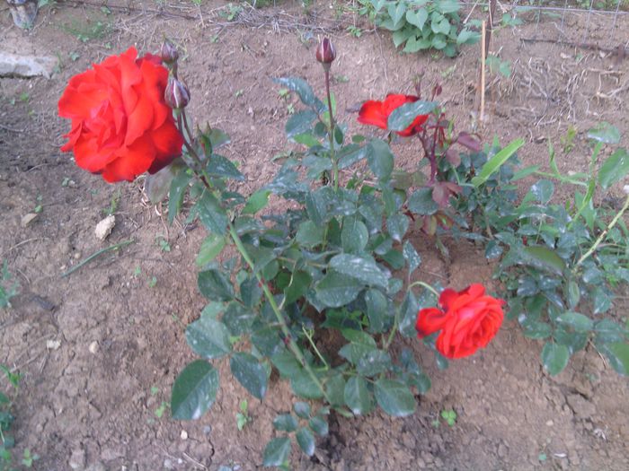 WP_000133 - trandafiri