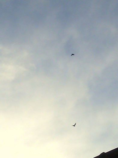 10968109_780739252004725_1236806899_n - Porumbei Voiajori