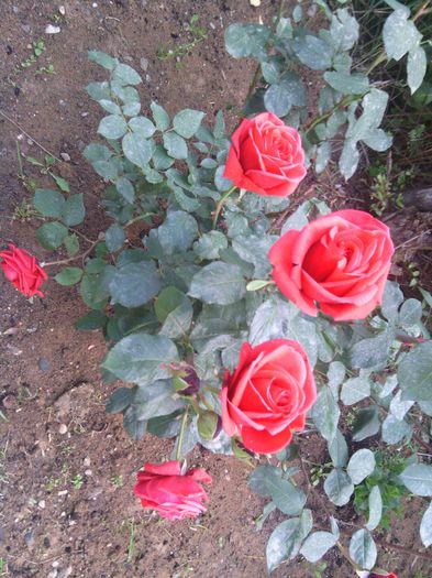 WP_000176 - trandafiri