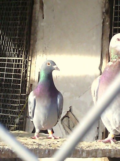 10968242_780739128671404_46602487_n - Porumbei Voiajori
