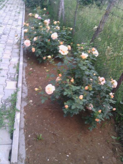 WP_000177 - trandafiri